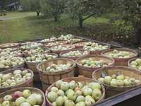 Apples_in_wagon_(2)