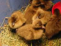 Duck_babies