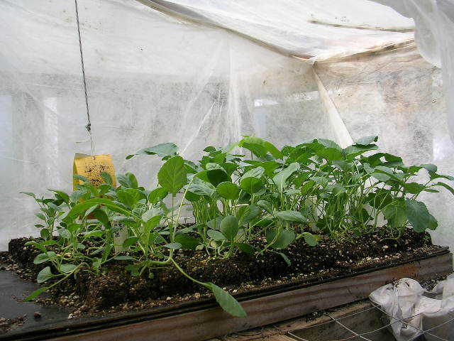 Seedlings_in_greenhouse_8-2008