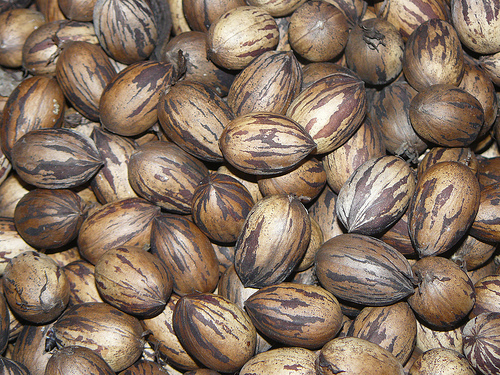 Pecans - In-Shell Grower: Frontier Family Farm Price: $4.00 ( lb )