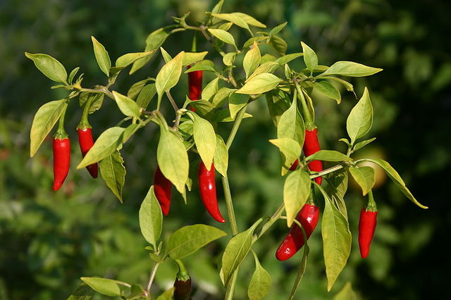 Growing thai peppers