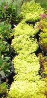 Sedums_yellowgroup_018