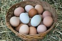 Multicolored_eggs