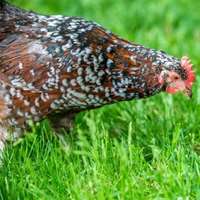 Speckled-sussex-chickens-1