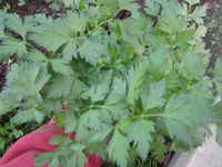 Lettuce_rosemary_parsley_004