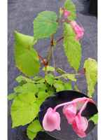 Begoniaplantnbloom