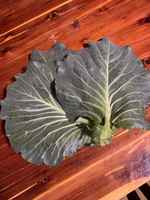 Cabbage_leaf