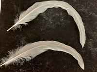 White_sickle_feathers