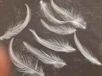 White_saddle_feathers