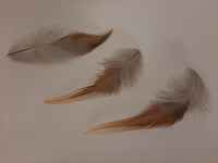 Ameraucana_rooster_saddle_feathers