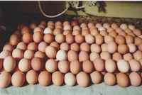 Eggs_001