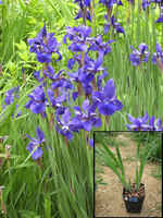 Siberian_iris__medium_purple__tall_growth_cfm_photo_copy