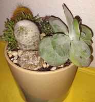 Succulentcontainer_2_stacylee_(3)