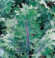 Red_russian_kale